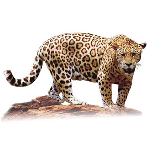 jaguar